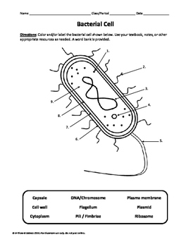 Bacterial Cell Labeling Diagram By A Thom ic Science TPT