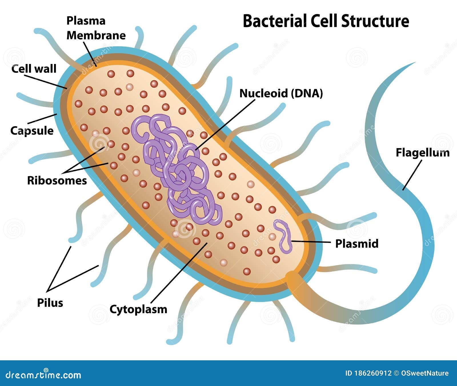 Blank Bacteria Diagram