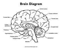 Blank Brain Diagram Free Printable Paper