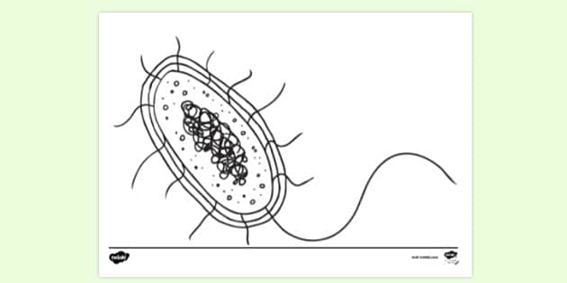 Bacteria Blank Diagram Printable