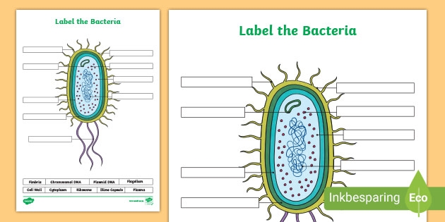 Label The Bacteria teacher Made 