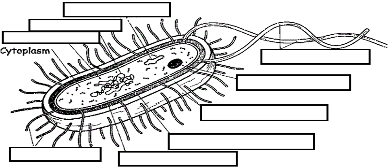 Notes Bacteria