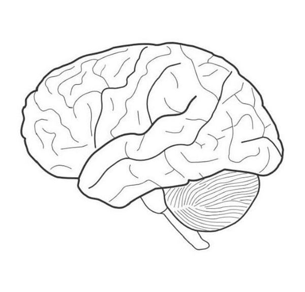 Printable Blank Brain Diagram