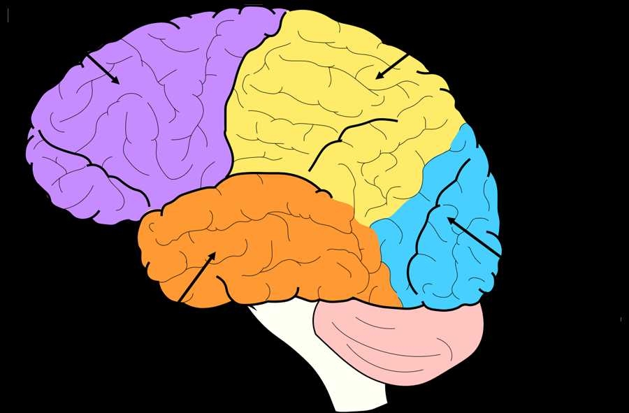 Printable Brain Diagram Template