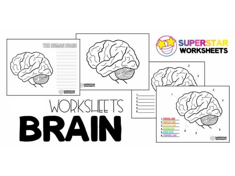 Printable Brain Diagram Template